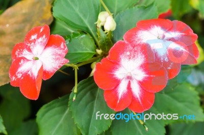 Red White Primula Flower In Garden Stock Photo