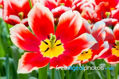 Red White Tulip In Field Of Tulips Stock Photo