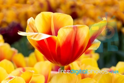 Red With Yellow Tulip In Flowers Field Stock Photo