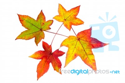 Red Yellow And Green Autumn Leaves Stock Photo