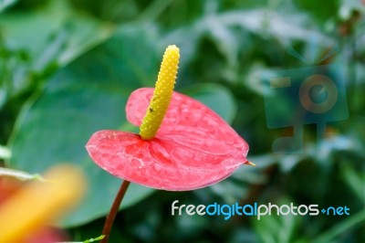 Red Yellow Flamingo Flower In Garden Stock Photo