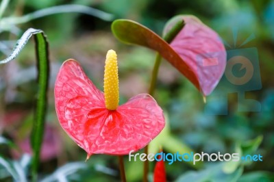 Red Yellow Flamingo Flower In Garden Stock Photo