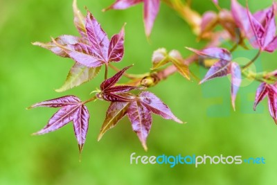 Red Young Leaves Maple Stock Photo