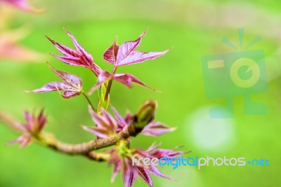 Red Young Leaves Maple Stock Photo