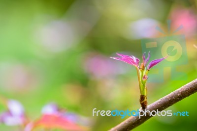 Red Young Leaves Maple Stock Photo