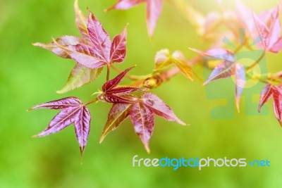 Red Young Leaves Maple In Spring Stock Photo