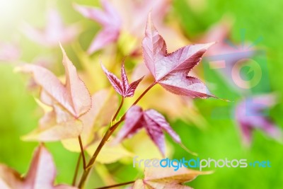 Red Young Leaves Maple In Spring Stock Photo