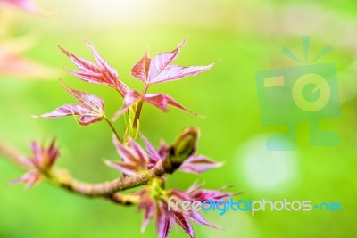 Red Young Leaves Maple In Spring Stock Photo