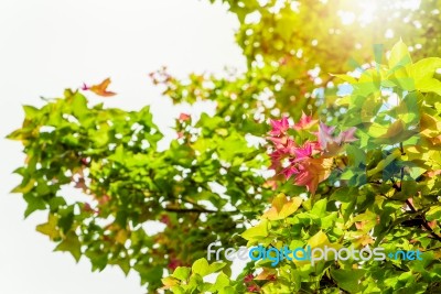 Red Young Leaves Maple On Tree Stock Photo