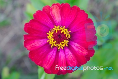 Red Zinnia Flower At Center Closeup Stock Photo