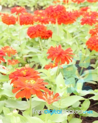 Red Zinnia Flower In Public Garden Stock Photo