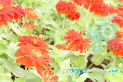 Red Zinnia Flower In Public Garden Slope Angle Stock Photo