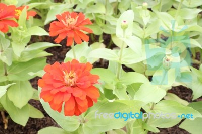 Red Zinnia Flower On Green Plant Stock Photo