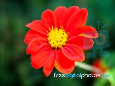 Red Zinnia In Full Bloom Stock Photo