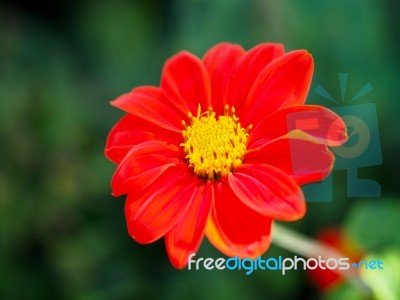 Red Zinnia In Full Bloom Stock Photo