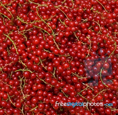 Redcurrant Stock Photo