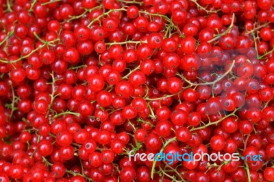 Redcurrant Stock Photo