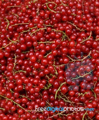 Redcurrant Stock Photo