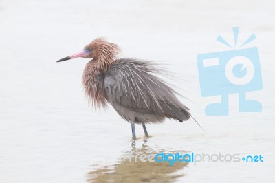 Reddish Egret Stock Photo