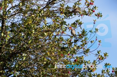 Redwing On Holly Tree Stock Photo