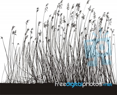 Reed Stock Image