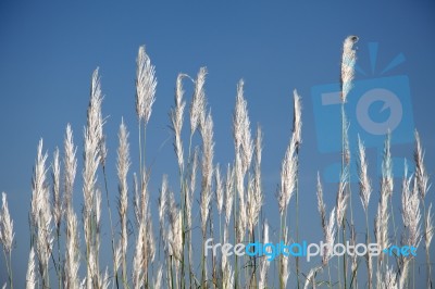 Reed Stock Photo