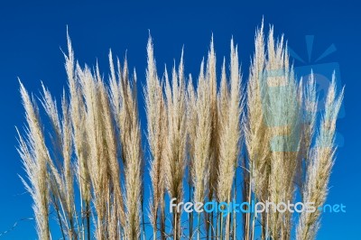 Reed Against The Blue Sky Stock Photo