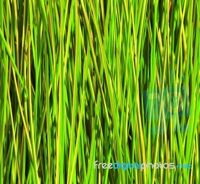 Reed Background Stock Photo