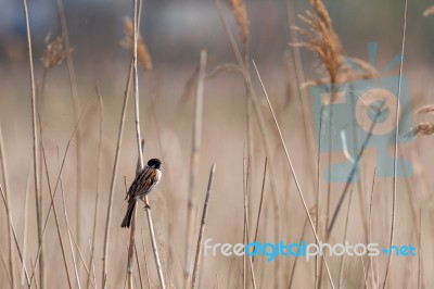 Reed Bunting (emberiza Schoeniclus) Stock Photo