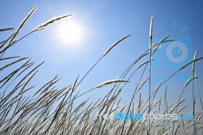 Reed In Tropical Field Stock Photo