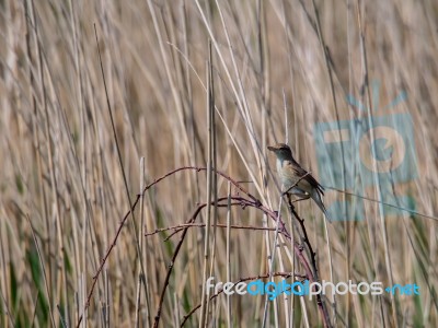 Reed Warbler (acrocephalus Scirpaceus) At Covehithe In Suffolk Stock Photo