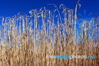 Reeds Stock Photo