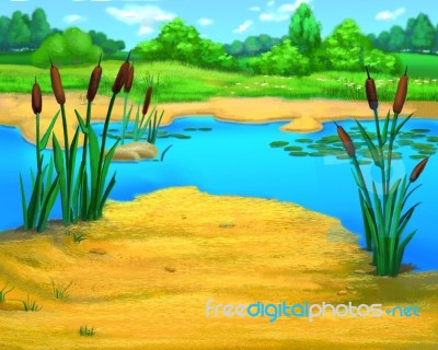 Reeds By The River In A Summer Day Stock Image