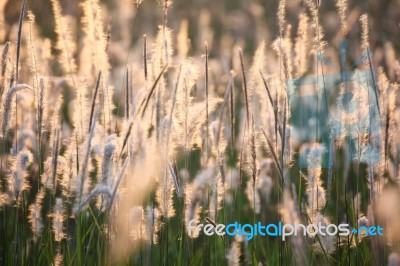 Reeds Grass Background Stock Photo