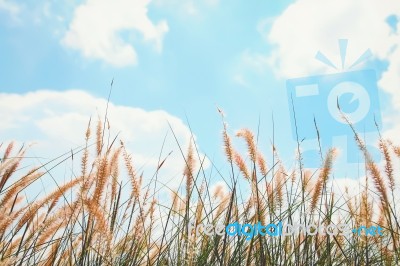 Reeds Of Grass And Blue Sky Stock Photo