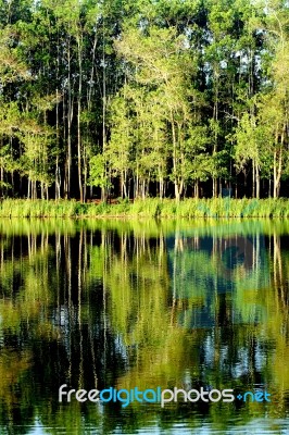 Reflection Of Nature Stock Photo