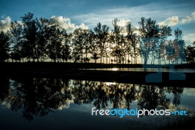 Reflection Of The Tree In Lake Stock Photo