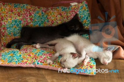 Relax Group Cute Kitty Cat Sleeping Stock Photo