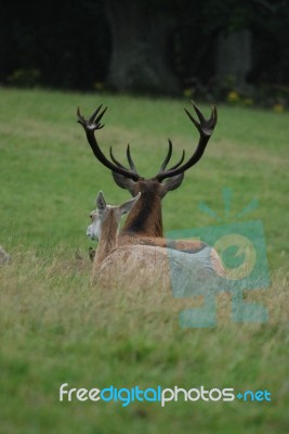 Relaxed Stock Photo