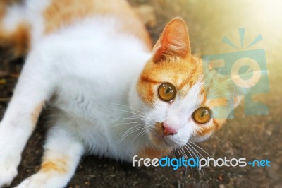 Relaxing Cat Stock Photo