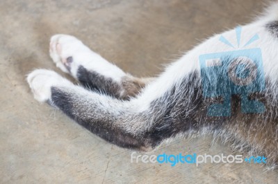 Relaxing Cat's Pawns At Home Stock Photo