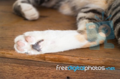 Relaxing Cat's Pawns At Home Stock Photo