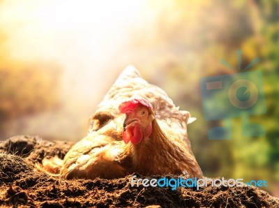 Relaxing Of Chicken Hen Lying In Dirt Soil Against Beautiful Sun… Stock Photo