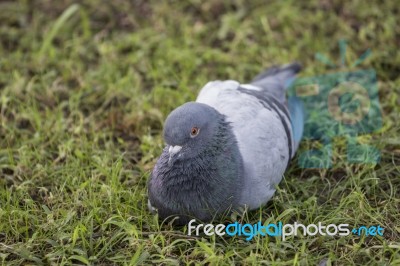 Relaxing Pigeon On The Grass Stock Photo