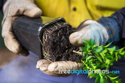 Removing A Shrub From Pot Stock Photo