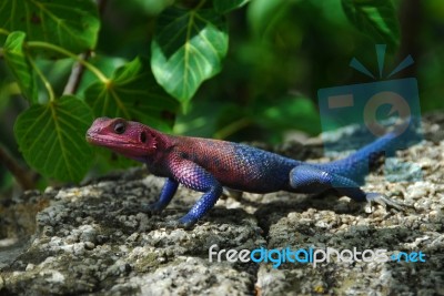 Reptile Stock Photo