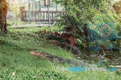 Reptile That Lives In A Pond Stock Photo