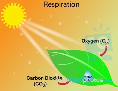 Respiration Stock Image