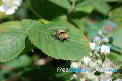 Resting Bee Stock Photo