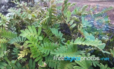 Resurrection Fern Stock Photo